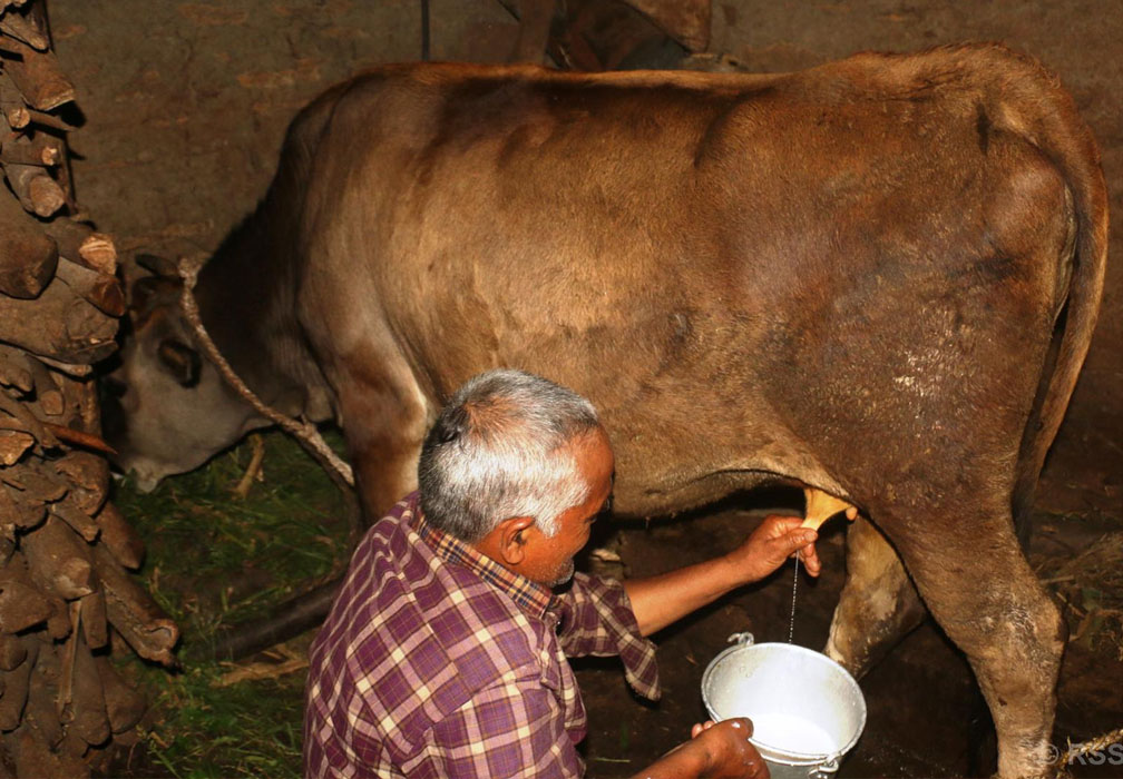 दूध बेचेरै बागलुङका किसानले कमाए ५ करोड